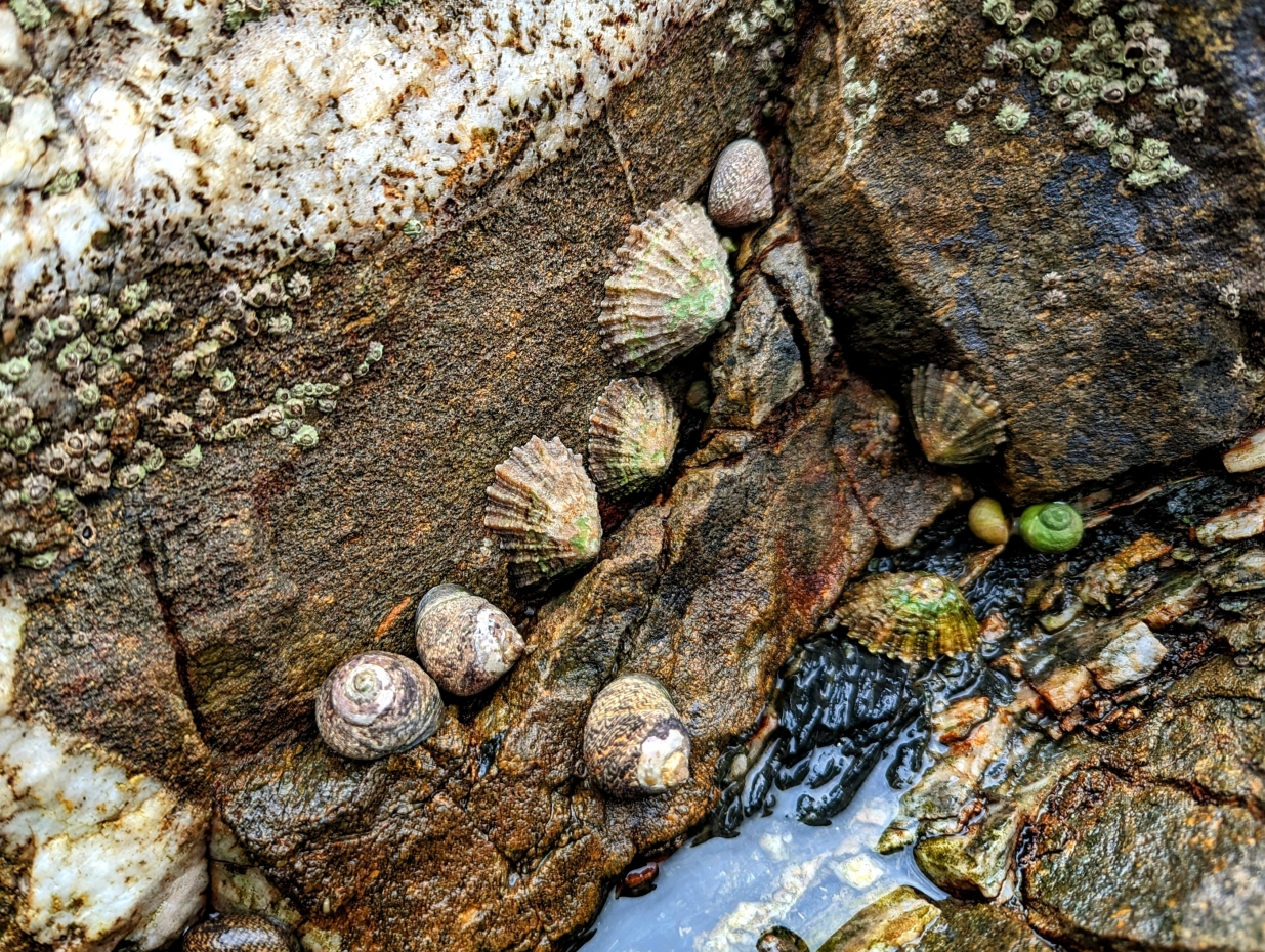 Rock Pool with Limpets