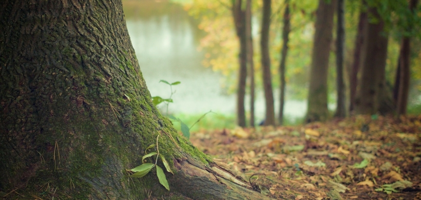 LiveWest launch pioneering tree research project