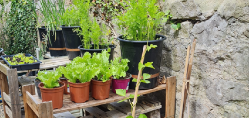 New green plants at our over 55s scheme.