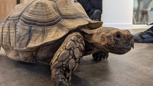 A tortoise visits our residents at Bristol Foyer. 