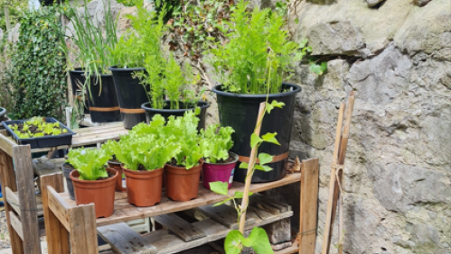 New green plants at our over 55s scheme.