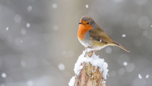 Robin in the snow